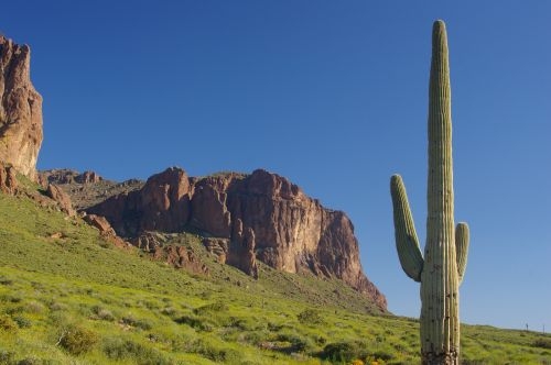 View within the Lost Dutchman State Park. That is a Saguaro on the right.
