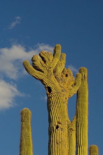 Saguaro with a crestate top (cristata). This is probably a genetic mutation. This is one of the best ones I have seen.