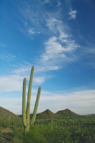 My property shares a border with Saguaro National Park. That makes me an inholder. It is beautiful to live here. The cactus is a saguaro.