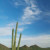 My property shares a border with Saguaro National Park. That makes me an inholder. It is beautiful to live here. The cactus is a saguaro. My property shares a border with Saguaro National Park. That makes me an inholder. It is beautiful to live here. The cactus is a saguaro.