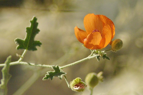 Desert Mallow. Sphaeralcea ambigua. Just a few hardy flowers left.