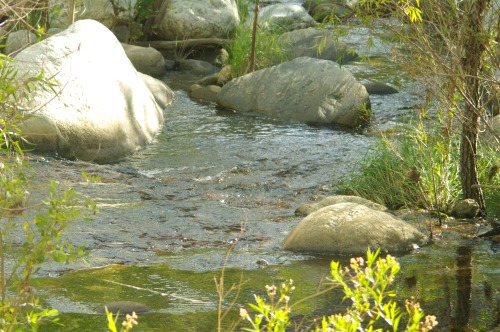 Peaceful oasis with water.
