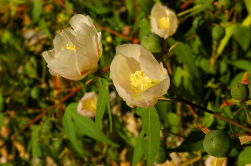 Desert Cotton. Gossypium thurberi. Still blooming, a little.