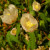 Desert Cotton. Gossypium thurberi. Still blooming, a little.