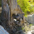 Gnarly old tree. Gnarly old tree.