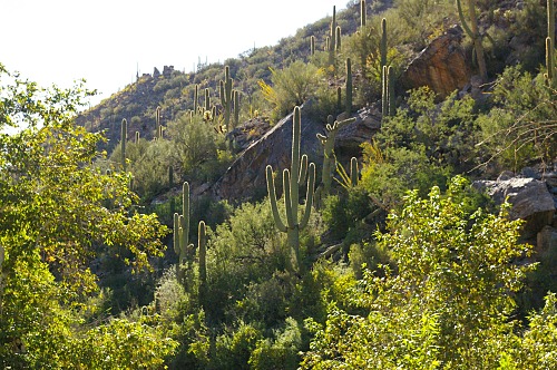 The thorns on the saguaros look like halos when you look toward the sun.