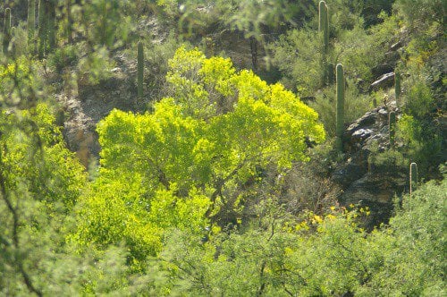 Refreshingly beautiful green tree. Lots in the canyon.