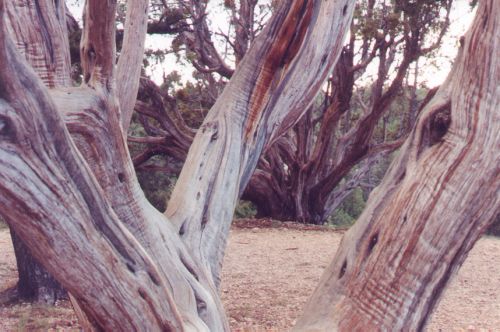 I'm a sucker for gnarly trees.