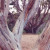 I'm a sucker for gnarly trees. I'm a sucker for gnarly trees.
