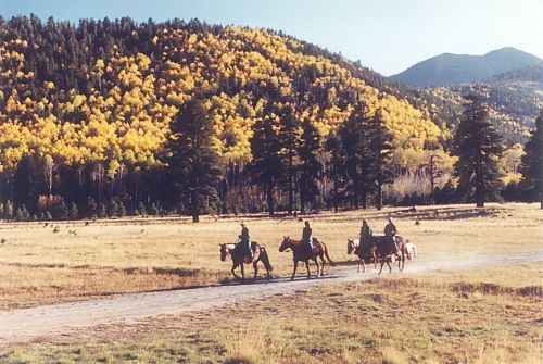 A fall scene with four horses and riders.