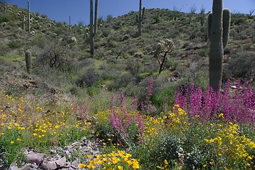 Poppies, Brittlebush, and Penstemons along US Route 60 between Phoenix and Globe.