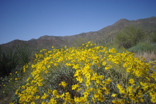 Brittlebush. In the Tucson Mountains, I think.