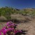 Hedgehog Cactus blossoms in the Ajo Mountains. If they don't carpet the scene, they make up for it with brilliant large flowers.