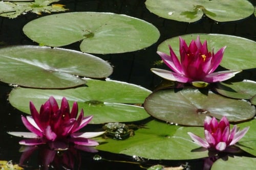 Don't overlook water lilies and other flowers in private ponds and gardens. Miller Canyon, Huachuca Mountains. Bonus: frog just right of leftmost lily