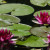 Don't overlook water lilies and other flowers in private ponds and gardens. Miller Canyon, Huachuca Mountains. Bonus: frog just right of leftmost lily