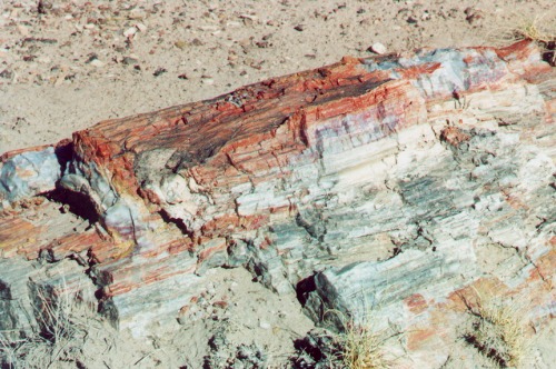 Petrified wood up close. I THINK that is probably agate. But I'm not sure.