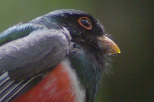 Elegant Trogons draw birders from all over. They live high in the mountains and are tropical birds.
