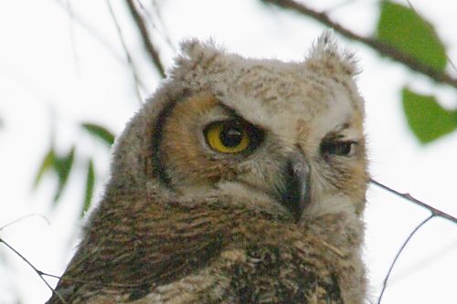 Bird behavior is fun to watch. This Horned Owl is giving you a quizzical look.