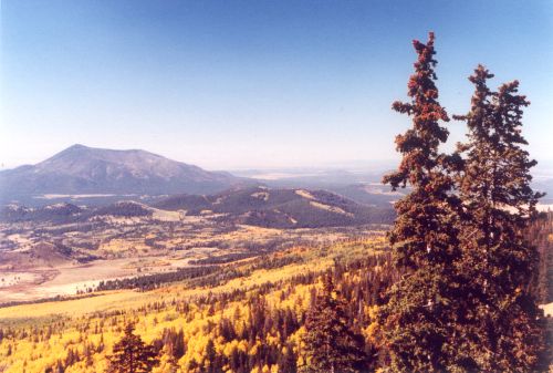 Taking the ski lift from the top, you can see the aspens for miles. Unfortunately, extreme drought has killed many of the pine trees.
