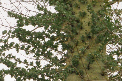 Closeup showing the leaves on the very thin branches, and on the trunk.