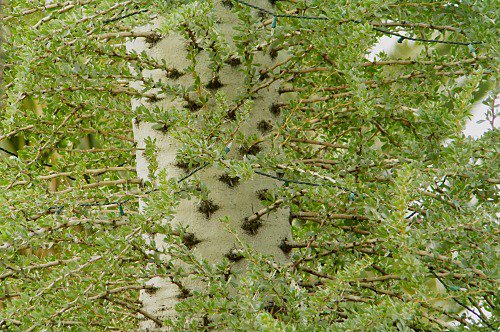 Trunk with branches.