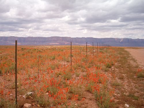 Desert Mallow as far as you can see.
