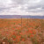 Desert Mallow as far as you can see. Desert Mallow as far as you can see.