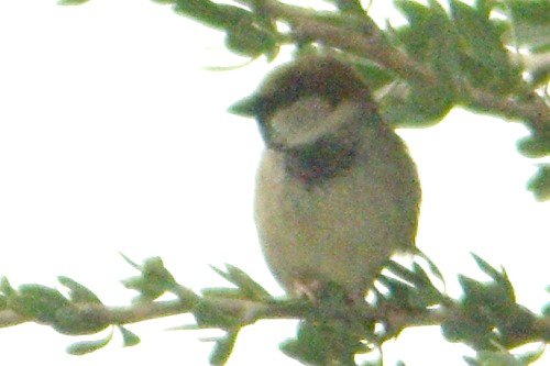 House Sparrow male. Compare his size to the enormous Boojum, by comparing the leaves.