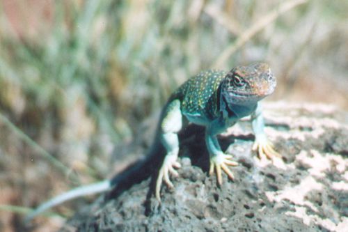 This Collared Lizard was sitting on a rock, and we saw him just as we were leaving. He didn't mind us at all, and I took almost an entire roll of film of him before I got tired. He was a real blessing to my girlfriend, who was going through some stuf
