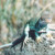 This Collared Lizard was sitting on a rock, and we saw him just as we were leaving. He didn't mind us at all, and I took almost an entire roll of film of him before I got tired. He was a real blessing to my girlfriend, who was going through some stuf
