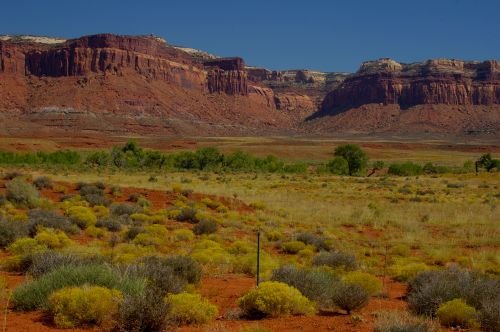 Desert shrubs.