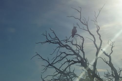 Photo play with the crow in the dead tree.