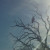 Photo play with the crow in the dead tree.