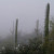 Saguaros in fog.