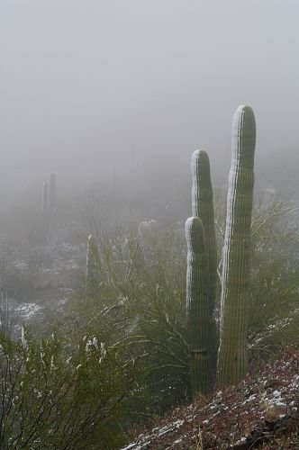 Closeup of Saguaros in fog.
