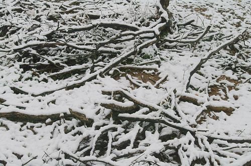 Old branches covered with snow. Leftovers from my firebreak clearing project.