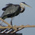 Great Blue Heron, Ardea herodias Great Blue Heron, Ardea herodias