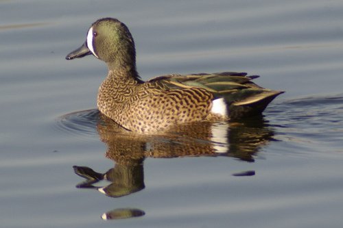 Blue-winged Teal, Anas discors