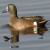 Blue-winged Teal, Anas discors Blue-winged Teal, Anas discors