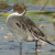 Northern Pintail, Anas acuta Northern Pintail, Anas acuta