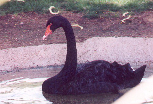 Black Swan, Cygnus atratus