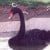 Black Swan, Cygnus atratus Black Swan, Cygnus atratus