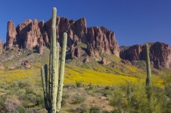 Superstitions with Saguaro