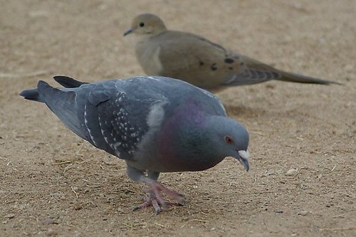 Front: Rock Dove, Columba livia. Back: Mourning Dove, Zenaida macroura