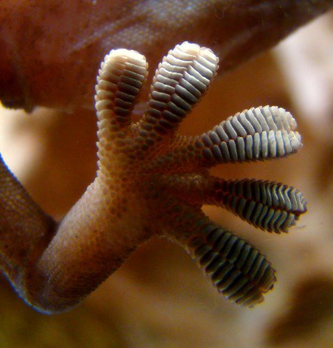 Gecko foot on glass. Notice the structure of the pads.