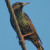 European Starling, Sturnus vulgaris European Starling, Sturnus vulgaris