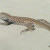Tiger Whiptail.