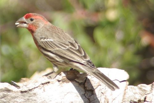 House Finch, Haemorhous mexicanus