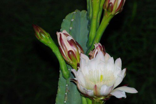 Night-blooming Cactus. I don't know the species. This plant was probably 12 feet tall. Focused by flashlight.
