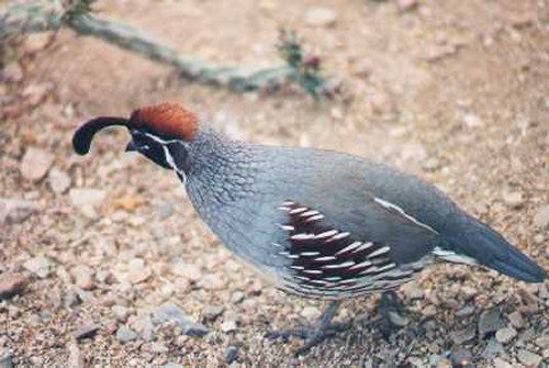 Gambel's Quail, Callipepla gambelii
